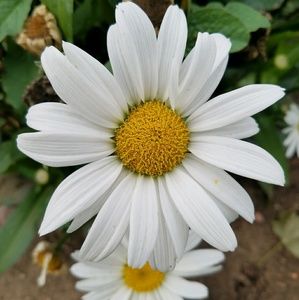 Meet your Posher, Mirella